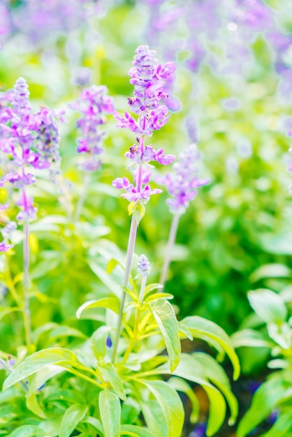 Flor de lavanda