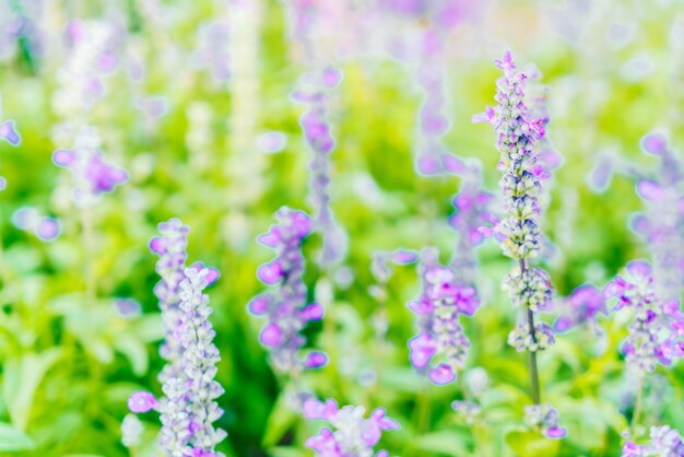 Flor de lavanda