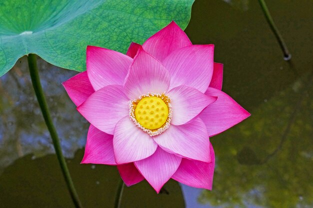 Flor lila en agua