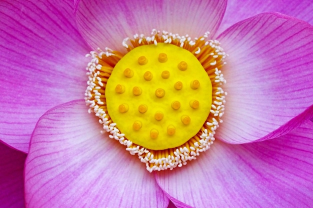Flor lila de cerca