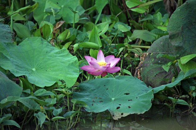 Flor de lirio de agua