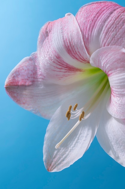 Flor de lirio en el cielo