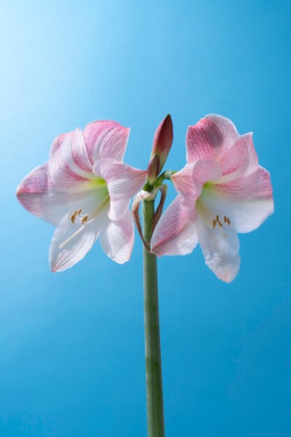 Flor de lirio en el cielo