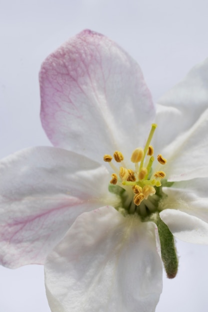 Flor de lirio en el cielo