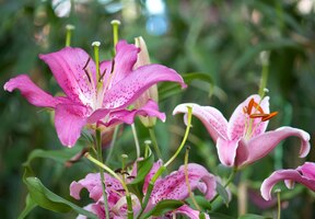 Foto gratis flor de lirio en un jardín