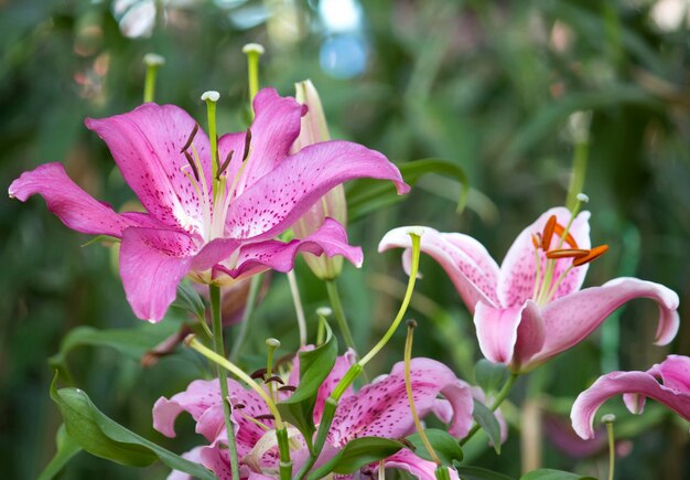 Flor de lirio en un jardín