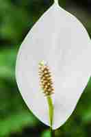 Foto gratuita flor del lirio de la paz del primer