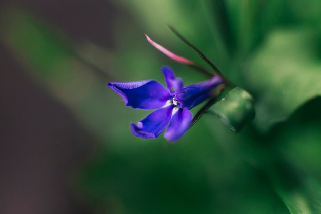 La flor de lobelia crece en un jardín de verano