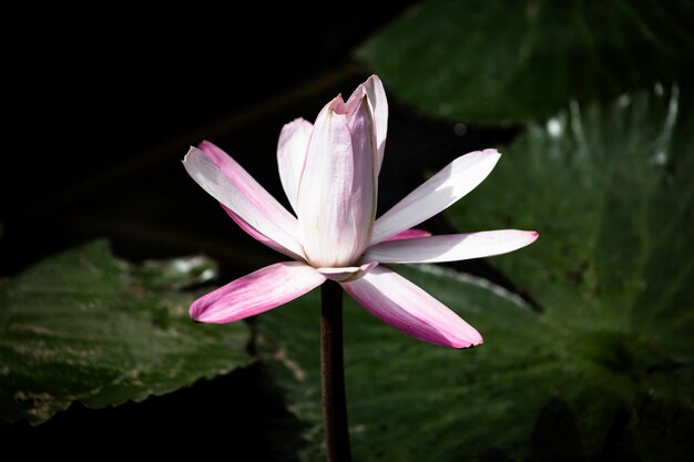 Flor de loto en el agua