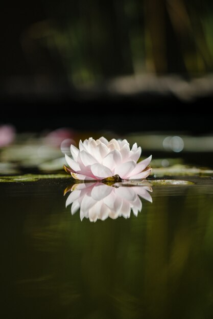 Flor de loto blanca y rosa sobre el agua