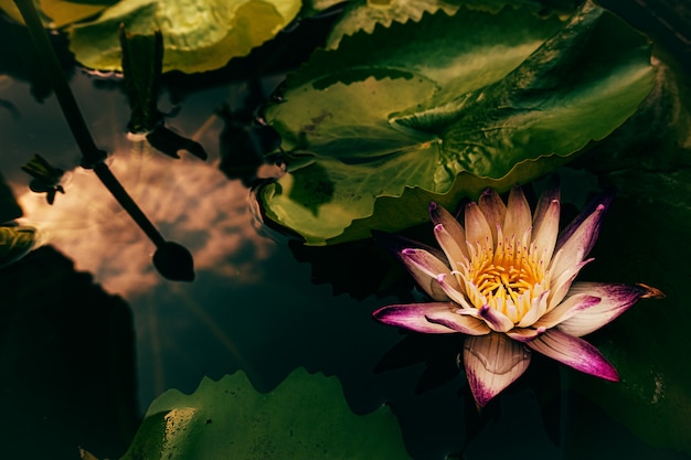 Flor de loto estrella en el estanque