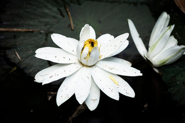 Flor de loto floreciente en el agua