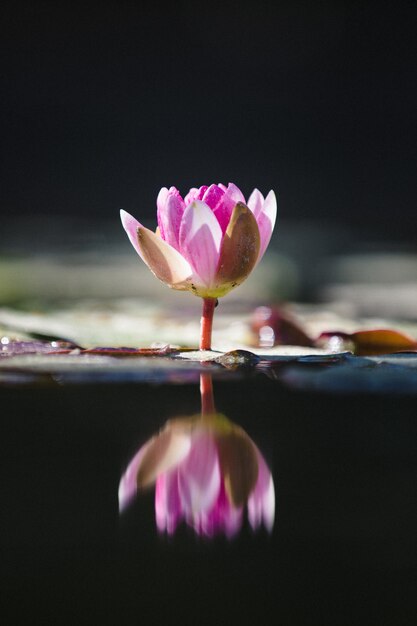 Flor de loto púrpura sobre el agua