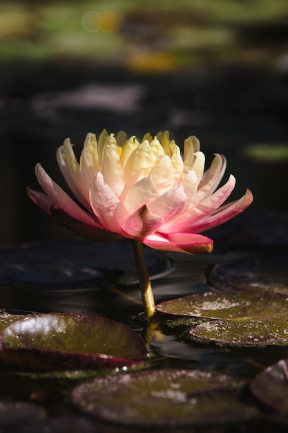 Flor de loto rosa y blanca sobre el agua