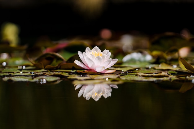 Flor de loto rosa sobre el agua