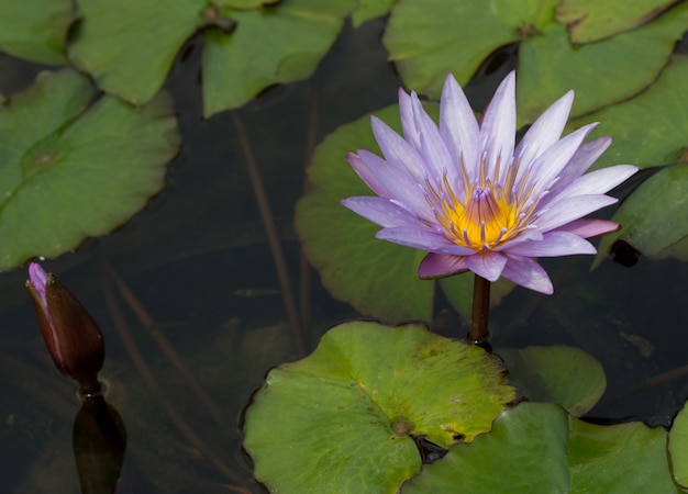 Flor de loto violeta