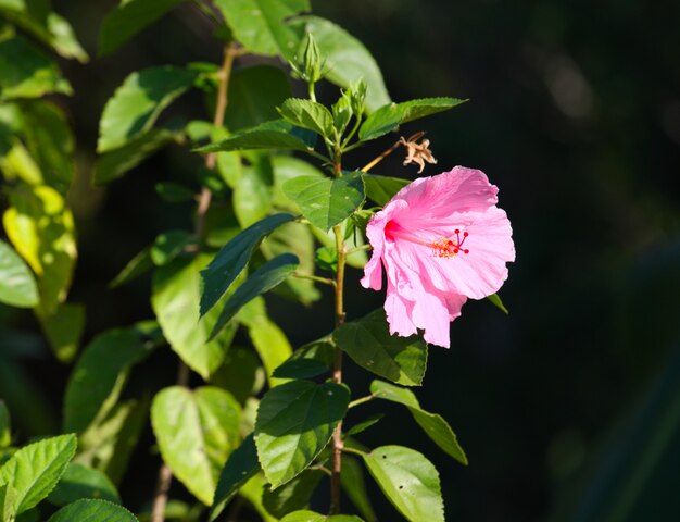 Flor en la luz del sol