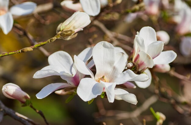 flor de magnolia blanca