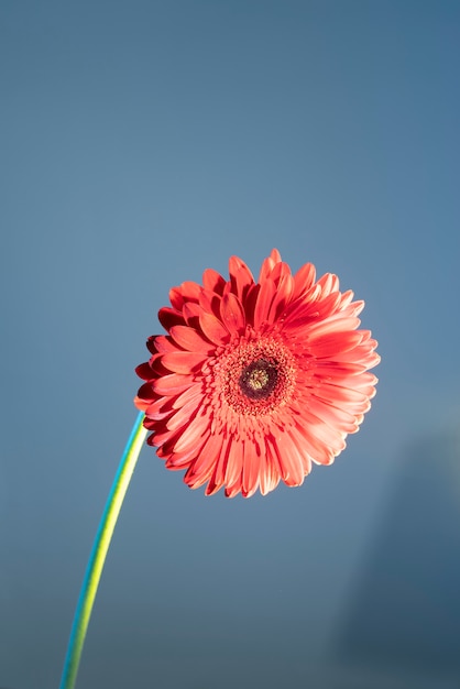 Flor de la margarita contra el fondo azul.