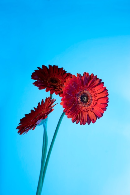 Flor de la margarita contra el fondo azul.