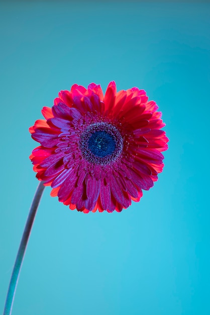 Flor de la margarita contra el fondo azul.