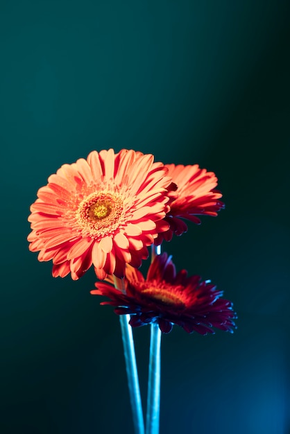 Flor de la margarita contra el fondo degradado