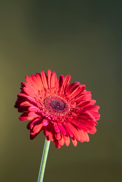 Foto gratuita flor de la margarita contra el fondo degradado