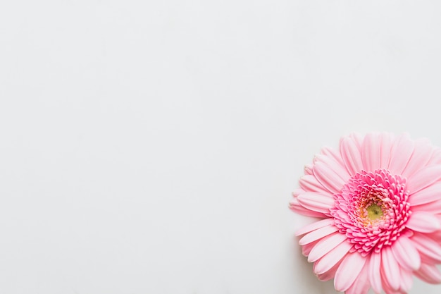 Flor de Margarita de gerbera rosa claro único sobre fondo gris