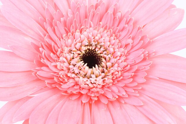 Flor de la margarita rosa