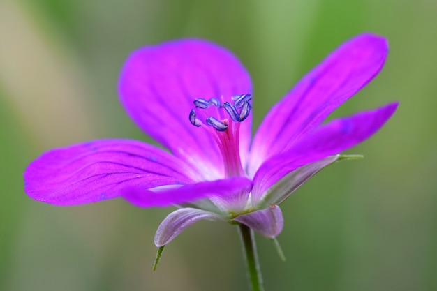 Flor morada de cerca