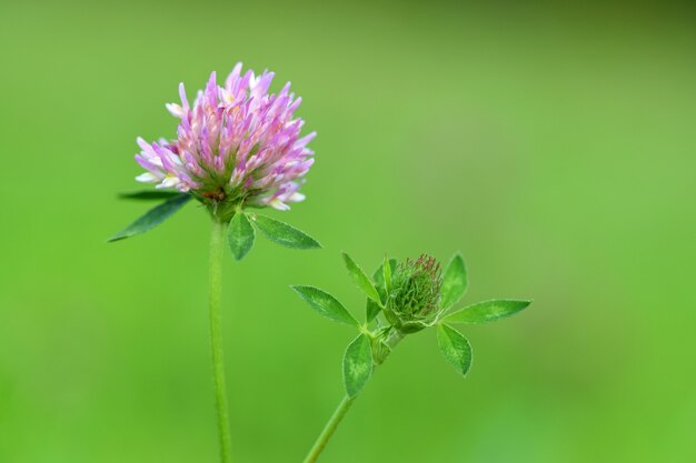 Flor morada de cerca