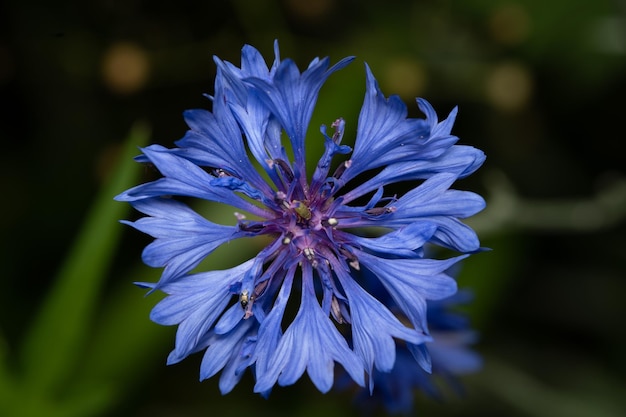 Flor morada con el fondo borroso