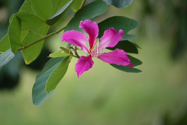 Flor morada en un fondo desenfocado