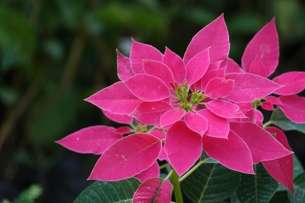 Flor morada en un fondo desenfocado