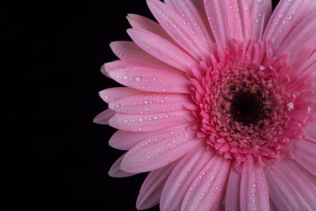 Flor morada fresca sobre fondo negro