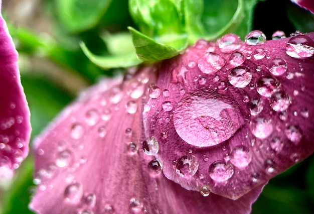 Foto gratuita una flor morada con gotas de agua