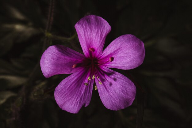 Flor morada en macro shot