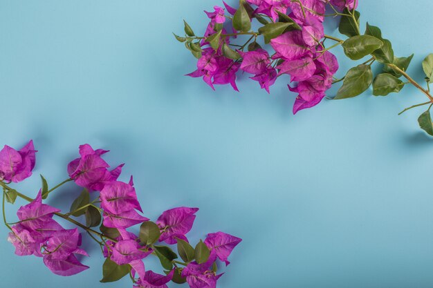 flor morada en marco azul con espacio de copia