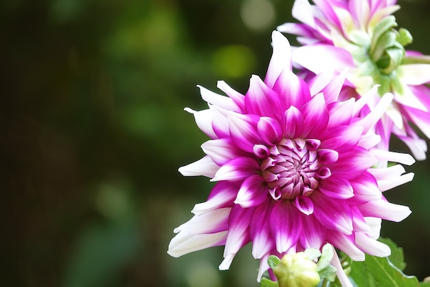 Flor morada con las puntas blancas