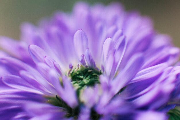 Flor morada que florece al aire libre