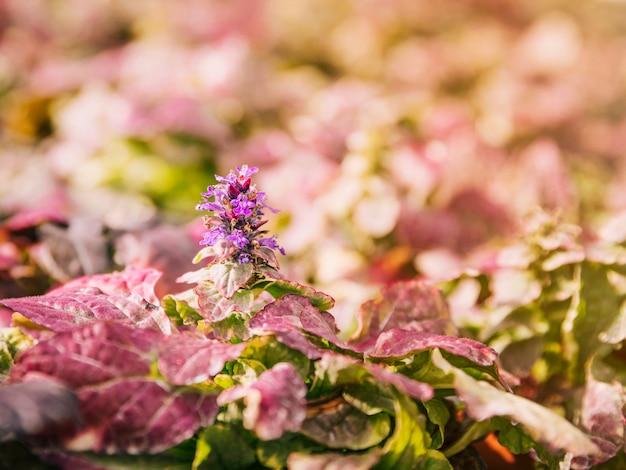 Flor morada que florece con hojas rojas en un día soleado