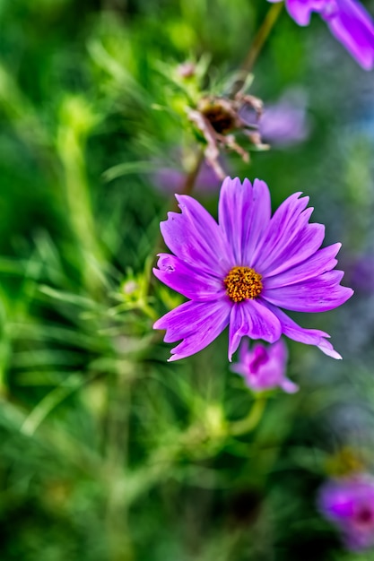 Flor morada rodeada de pasto verde durante el día