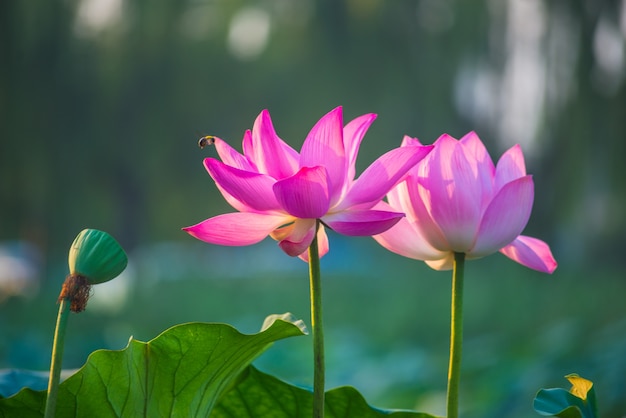 Flor morada y rosa de cerca