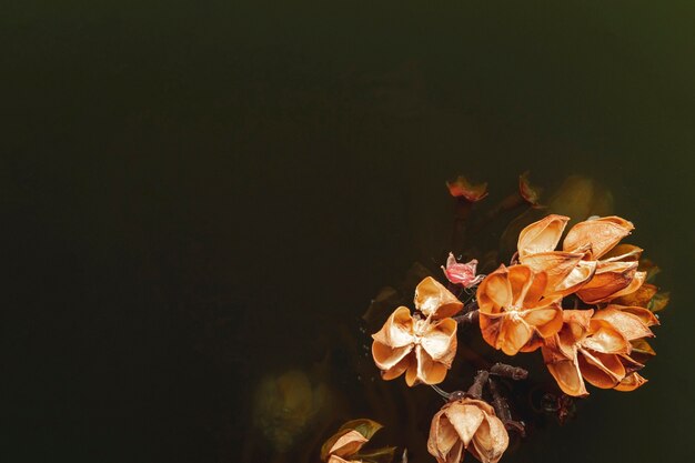 Flor de naranja en agua negra con espacio de copia