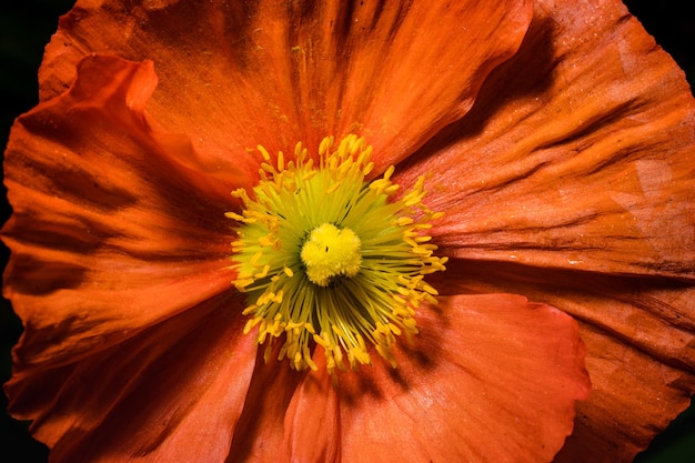 Flor naranja y amarilla
