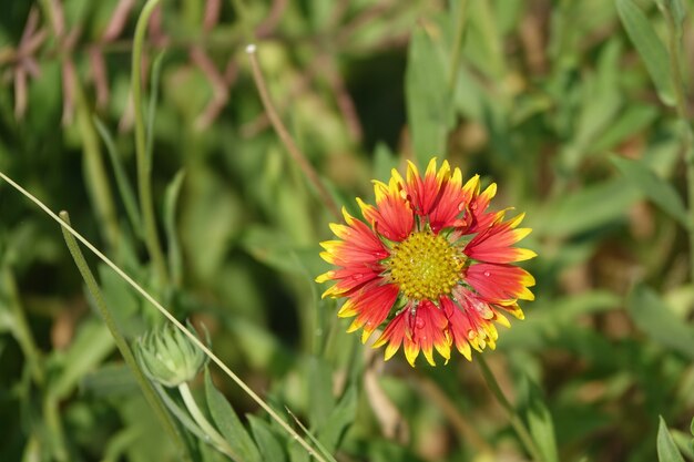 Flor naranja con los bordes amarillos