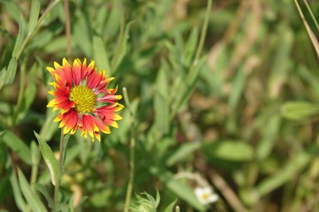 Flor naranja con los bordes amarillos