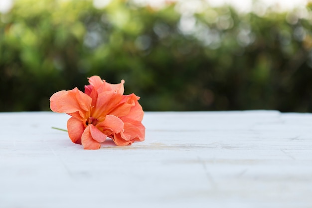 Foto gratuita flor naranja decorativa con fondo borroso