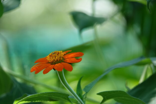 Flor naranja con el fondo borroso