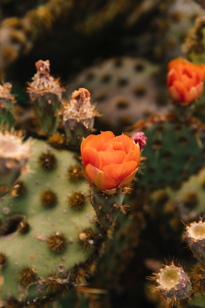 Flor de naranja en planta suculenta